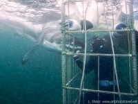  Great white shark at the cage