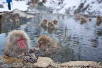 Snow monkeys Jigokudani Japan