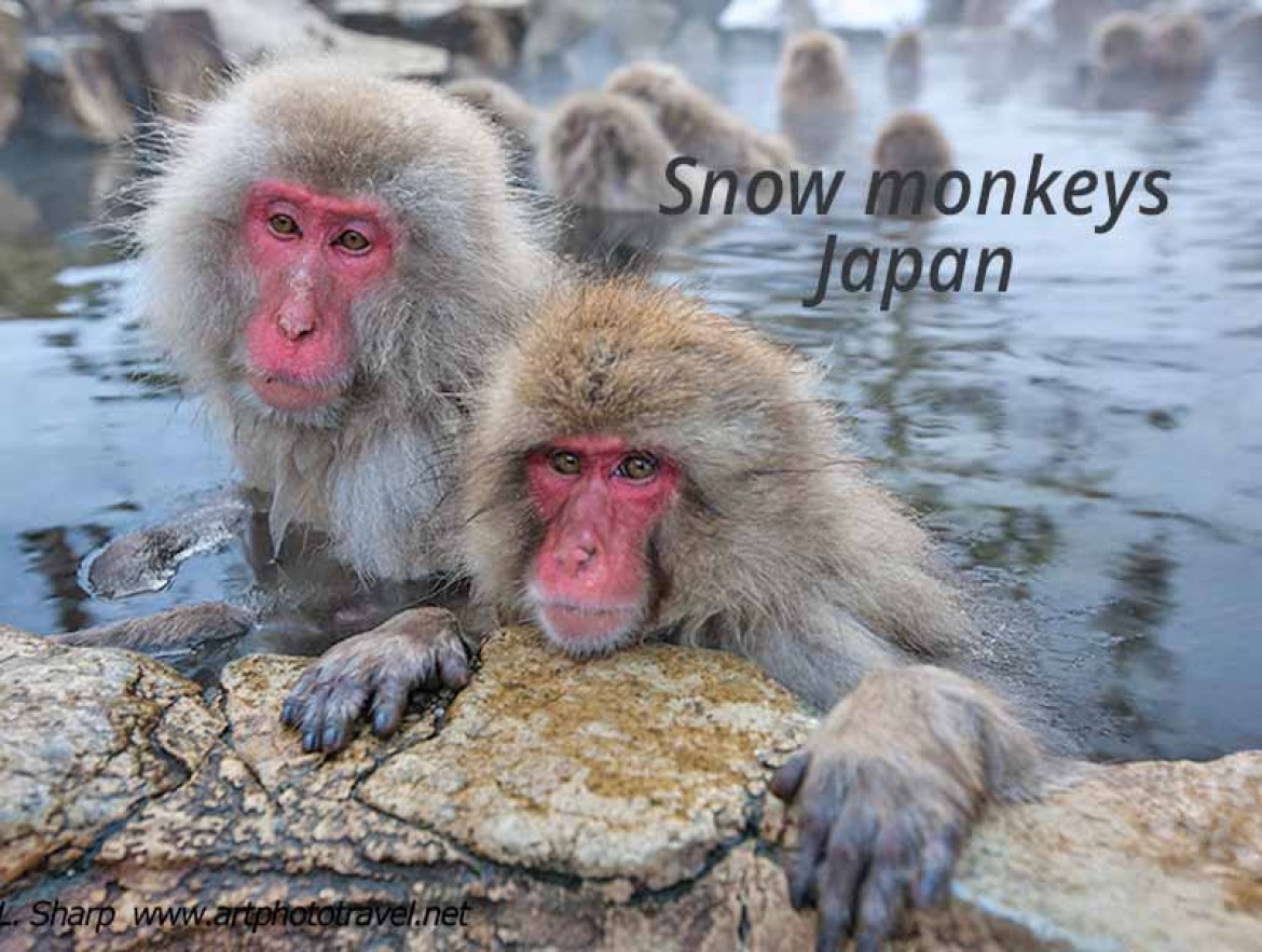 Snow monkey hot-spring Jigokudani Japan