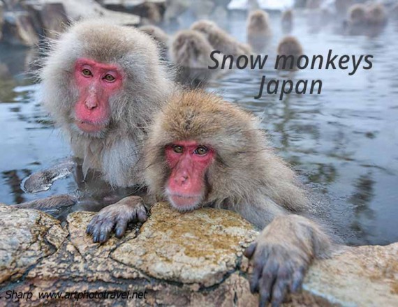 Snow monkey hot-spring Jigokudani Japan