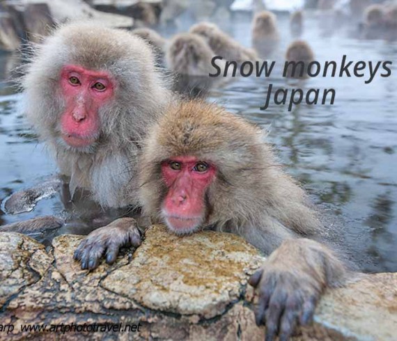 Snow monkey hot-spring Jigokudani Japan