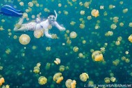 swimming with jellyfish jellyfish lake bpalau