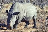 White rhino on the track safari timbavati