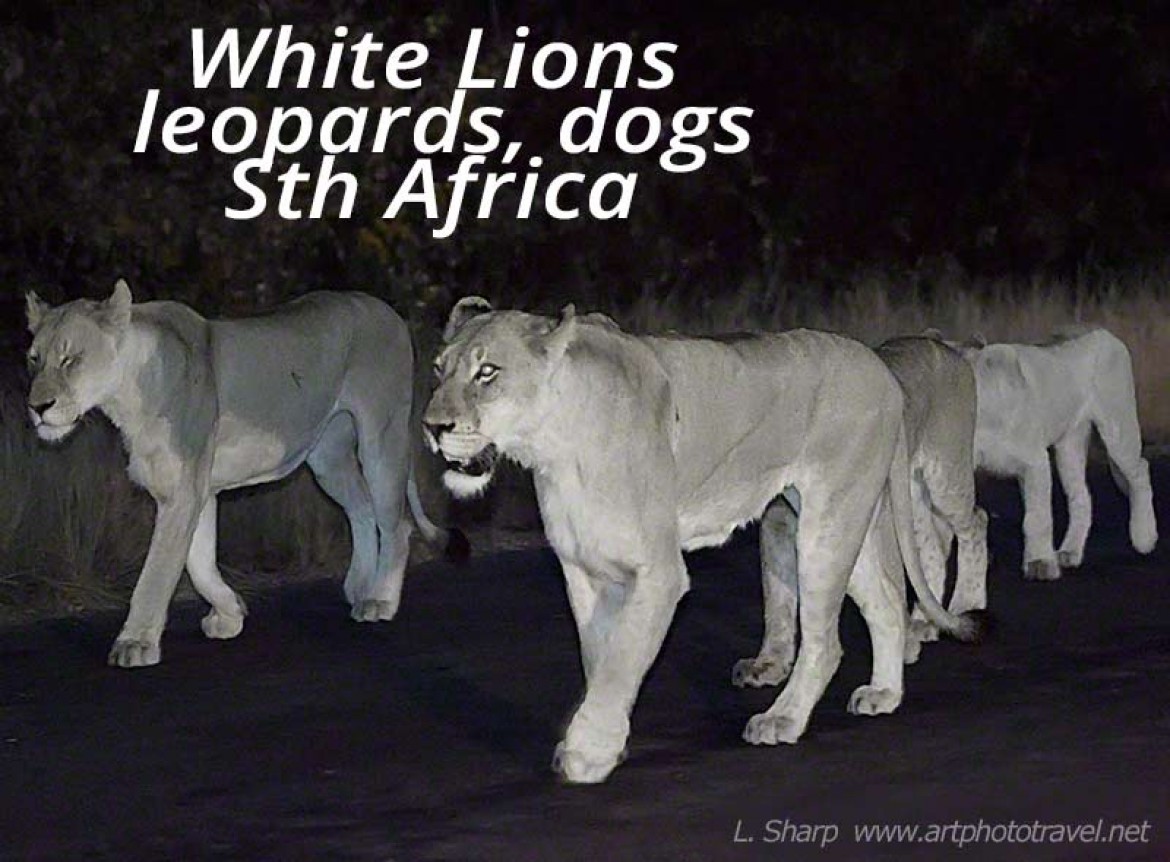 white lions of motswari timbavati reserve south africa