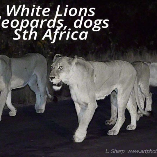 white lions of motswari timbavati reserve south africa