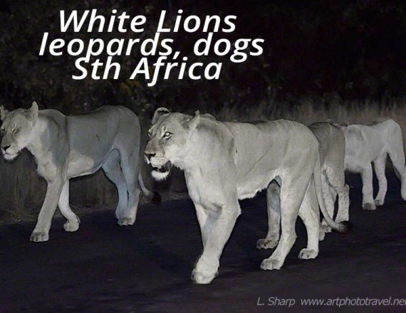white lions of motswari timbavati reserve south africa