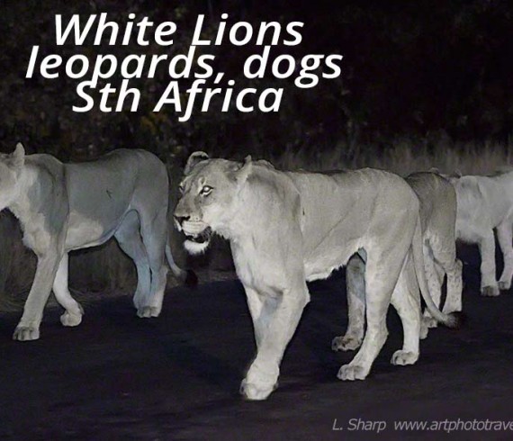 white lions of motswari timbavati reserve south africa