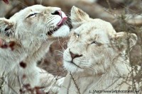 A tender moment between white lions motswari timbavati