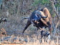 Wild dogs hassling Buffalo timbavati