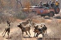 African Wild dogs on safari motswari timbavati