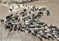 Subsequent wildebeest crossing mara river