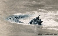 Wildebeest and crocodile face to face during crossing of the mara river kenya