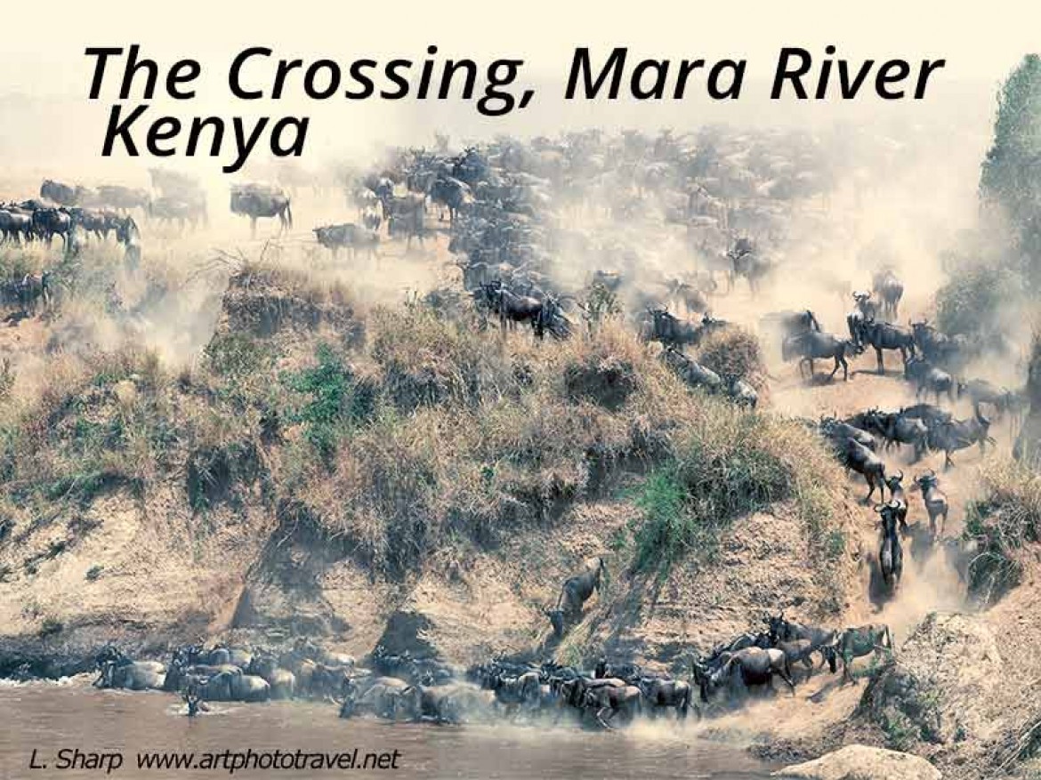 wildebeests crossing the mara river kenya