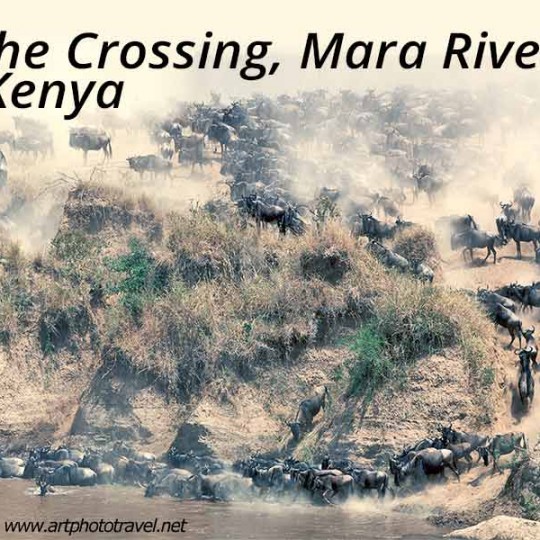 wildebeests crossing the mara river kenya