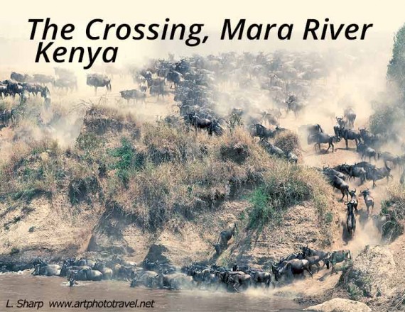 wildebeests crossing the mara river kenya