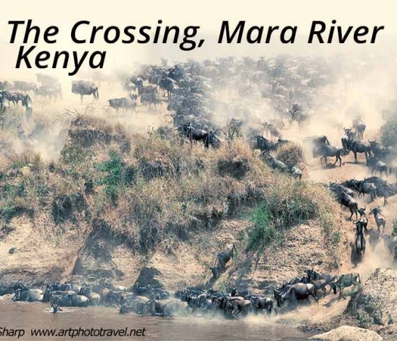 wildebeests crossing the mara river kenya