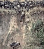 Wildebeest dangerous paths crossing mara river
