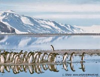 Penguins at Cape Adair.