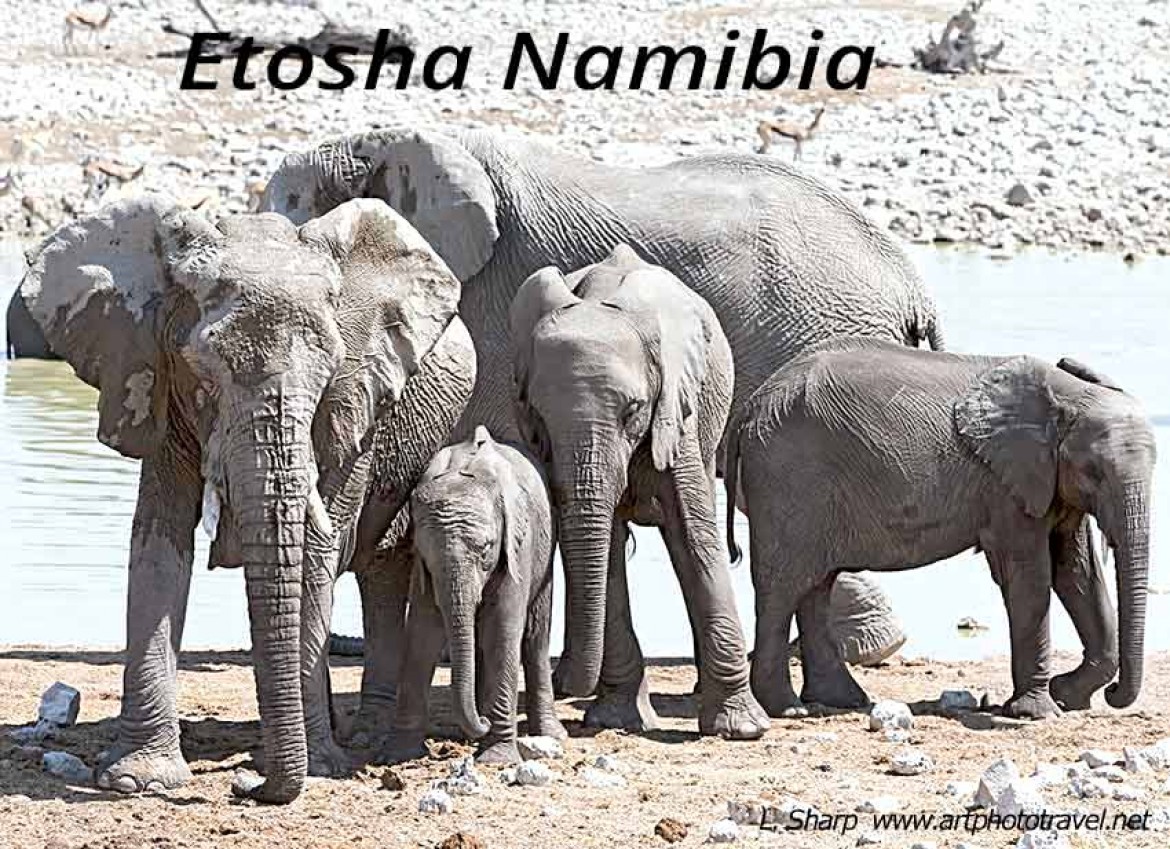 elephant at the Okaukuejo waterhole etosha namibia