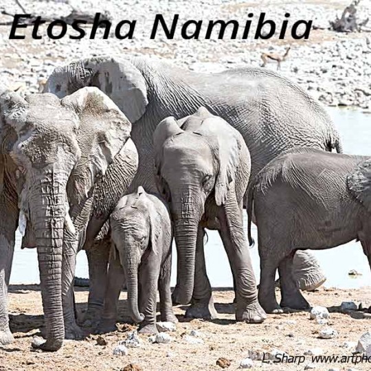 elephant at the Okaukuejo waterhole etosha namibia