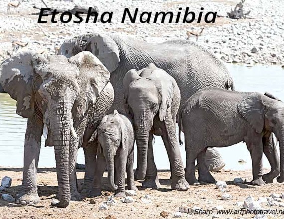 elephant at the Okaukuejo waterhole etosha namibia