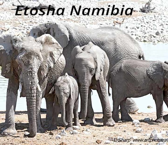 elephant at the Okaukuejo waterhole etosha namibia