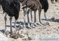Ostriches and chicks at Ondongab etosha 