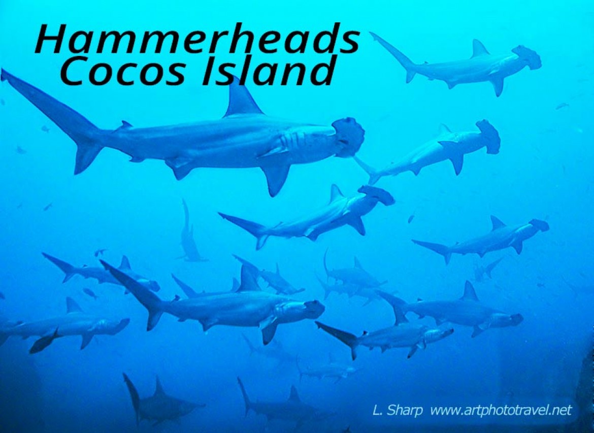 diving amongst hammerhead sharks cocos island