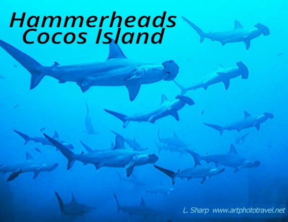 diving amongst hammerhead sharks cocos island