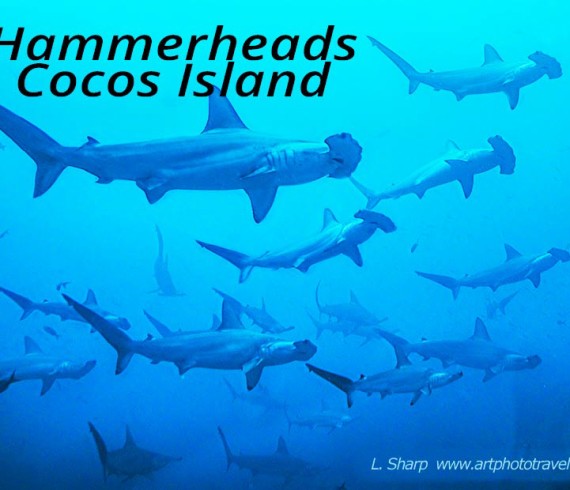 diving amongst hammerhead sharks cocos island