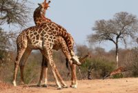 giraffes necking kings camp timbavati