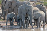 elephants at waterhole Timbavati