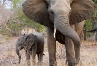 elephants close up kings camp timbavati