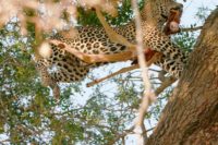 leopard moving his prey kings camp timbavati