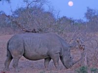 rhino at kings camp timbavati at full moon