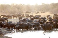 buffalo herd at waterhole kings camp timbavati