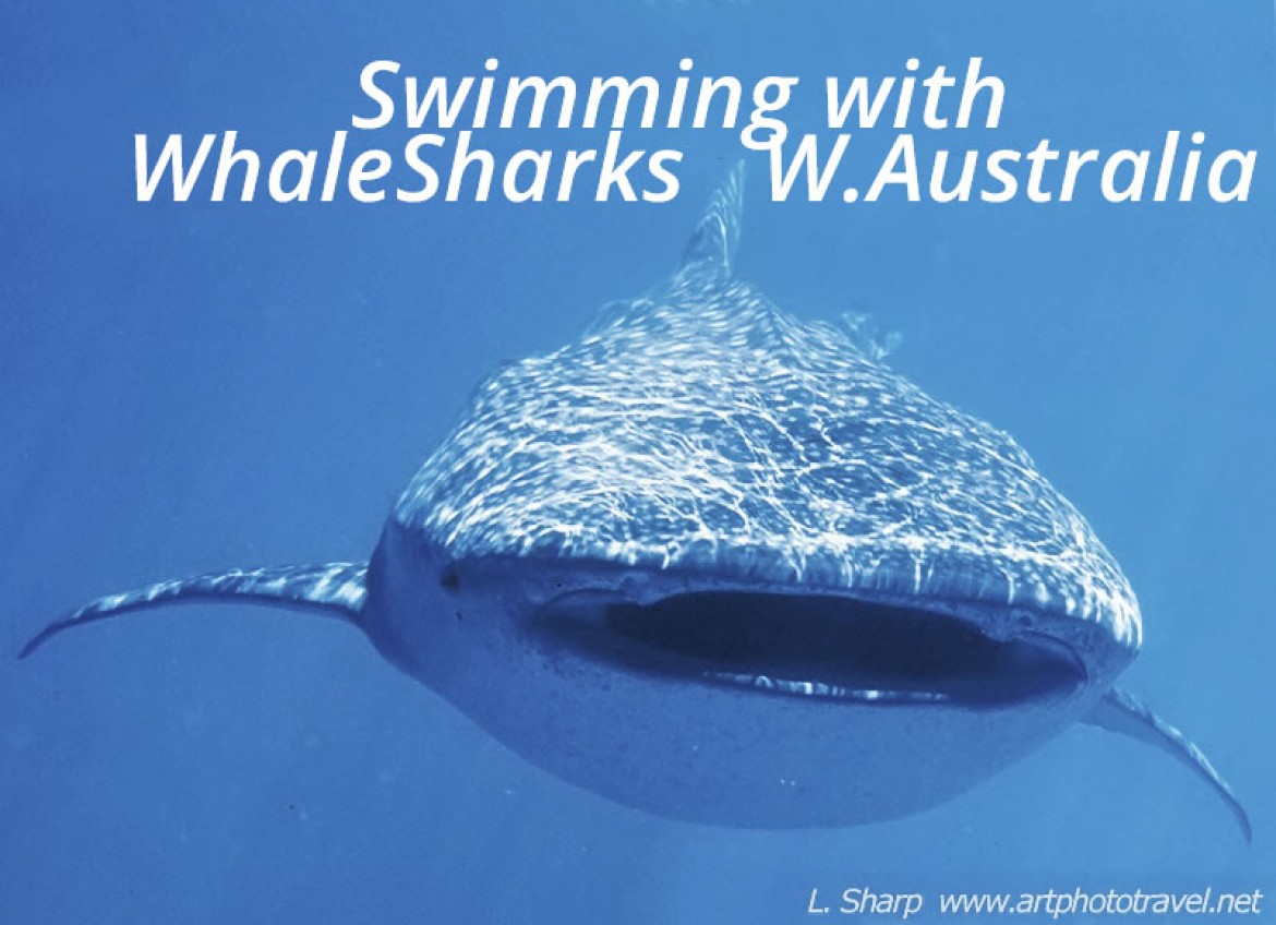 swimming with whalesharks exmouth australia