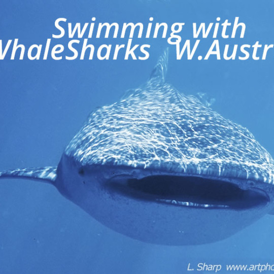 swimming with whalesharks exmouth australia