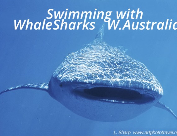 swimming with whalesharks exmouth australia