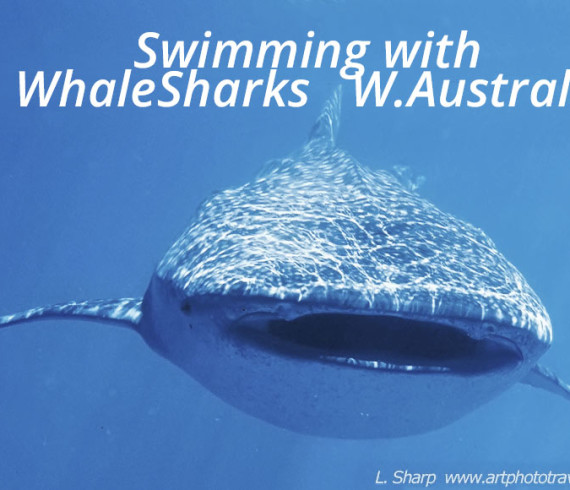 swimming with whalesharks exmouth australia