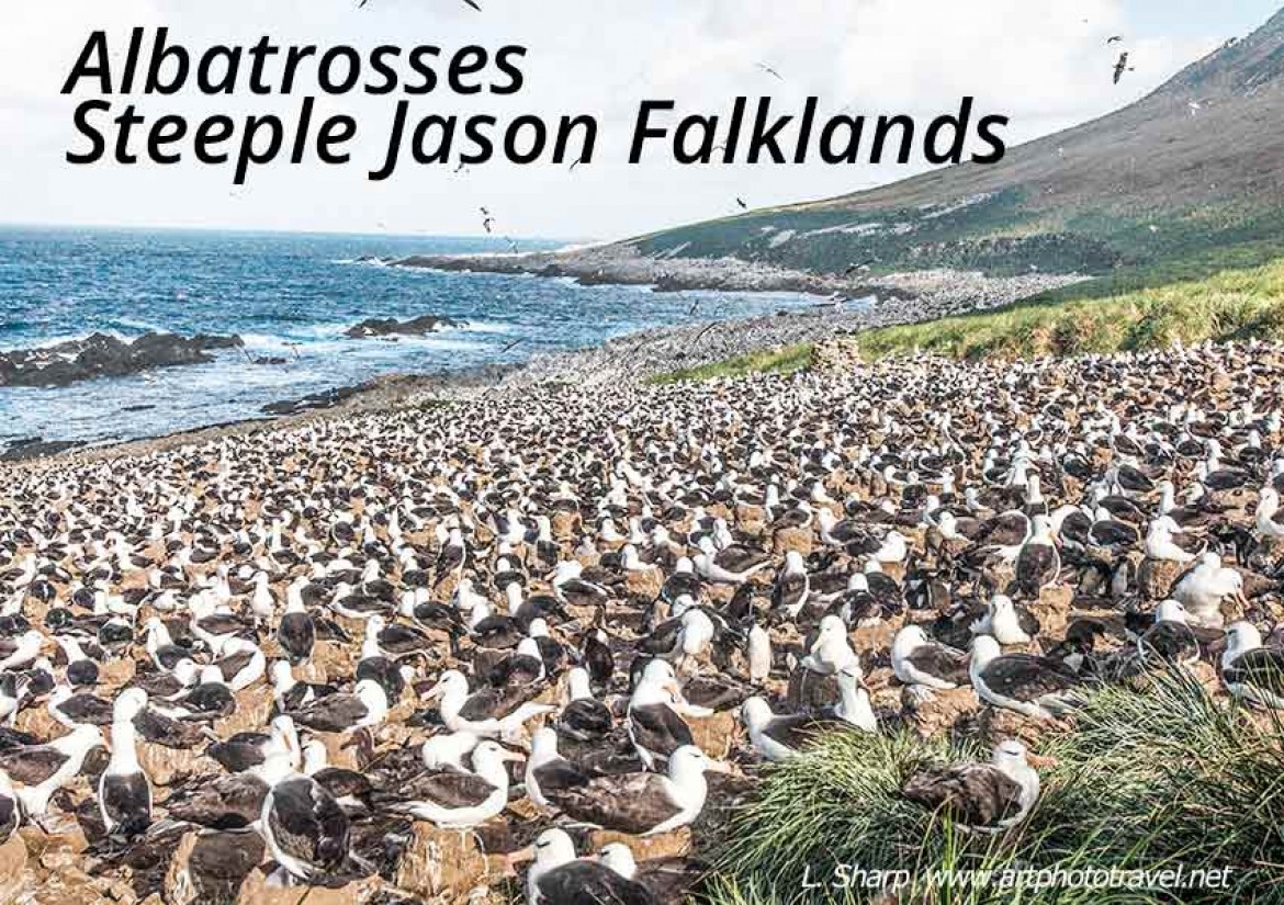 albatrosses of Steeple Jason Falkland islands