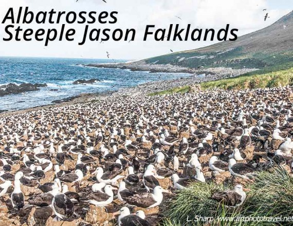 albatrosses of Steeple Jason Falkland islands