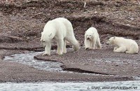 Polar bear and cubs Reindeer Flats arctic