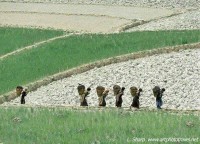 Crossing the fields, central bhutan