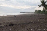 Ostional beach looking north at central access costa rica