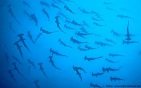 Hammerhead shark school, Cocos Island