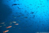 Fish storm at Everest from DeepSee depth 70m cocos island