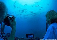 Hammerhead sharks everywhere seen from the DeepSee submersible