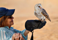 Dahlia and the barn owl Dubai Dubai Conservation Reserve