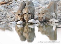 lions at Okaukuejo waterhole etosha